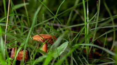 Laccaria laccata in a forest from the worm's-eye view. Concept mushroom picking, wildlife, edible mushrooms