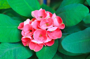 Dikenli kırmızı taç, çiçek açan bitki, dikenli dev taç, dikenli taç, dikenli taç, İsa dikenli bitki ya da İsa dikenli bitki olarak da bilinir..