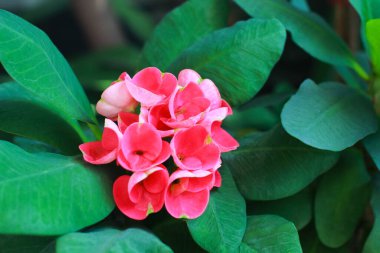 Dikenli kırmızı taç, çiçek açan bitki, dikenli dev taç, dikenli taç, dikenli taç, İsa dikenli bitki ya da İsa dikenli bitki olarak da bilinir..