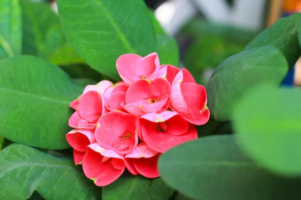 Vista Cerca Corona Roja Planta Espinas Que Florece Flores Rojas —  Fotos de Stock