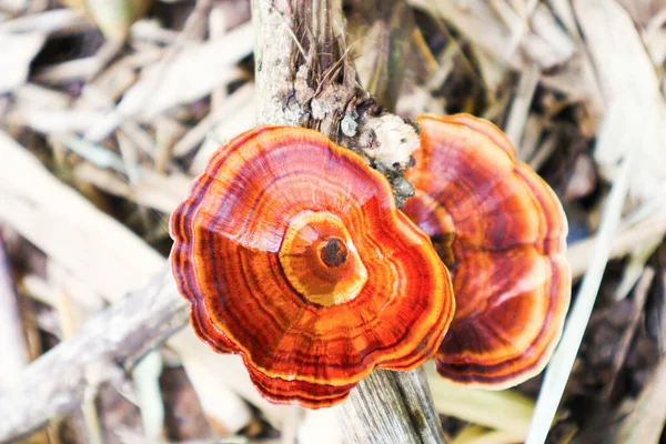 stock image Red mushrooms grows on broken tree, Red mushrooms on tree in the forest close-up, Fungus growing on the tree trunk, Ganoderma Resinaceum.