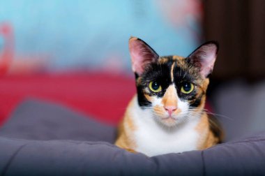 Yakışıklı tekir kedi tatlı aksiyon içinde Yüze ve büyük yuvarlak gözlere odaklan.