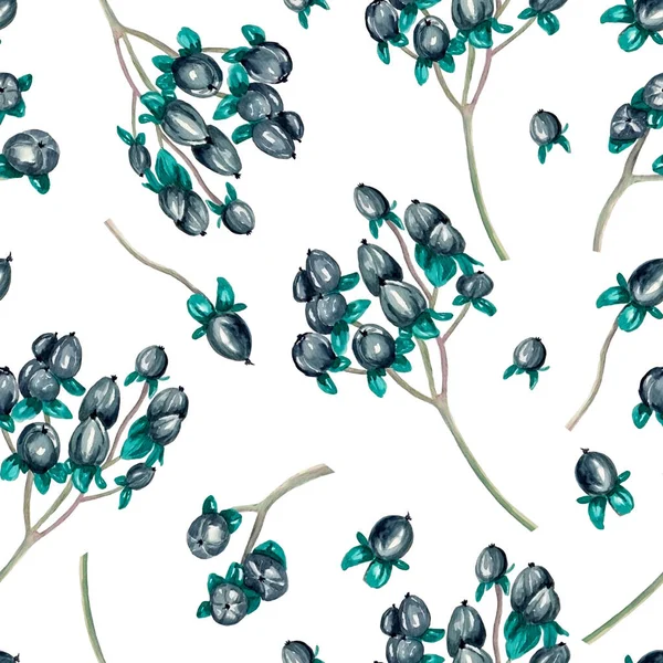 Hypericum bitkisinin ya da Hypericum Magical Triumph 'ın beyaz arka planda mavi hiperikum meyvelerinin dallarını kapatın. Aquarell kış deseni pürüzsüz..