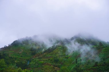 Misty forest. Morning scene of fog covering spruce forest. Tranquil nature landscape with fir tree tops silhouettes. fog and cloud mountain valley landscape