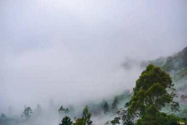 Misty forest. Morning scene of fog covering spruce forest. Tranquil nature landscape with fir tree tops silhouettes. fog and cloud mountain valley landscape