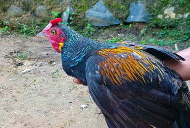 Yeşil orman kuşu Gallus varius mu yoksa vahşi tavuk mu? Yaban tavuğu tutan eller. 