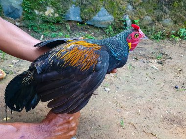 Yeşil orman kuşu Gallus varius mu yoksa vahşi tavuk mu? Yaban tavuğu tutan eller. 