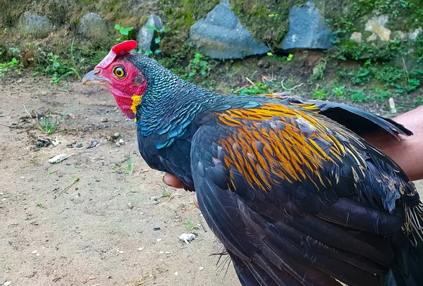Green Junglefowl Gallus Varius Atau Ayam Liar Tangan Menangkap Ayam — Stok Foto