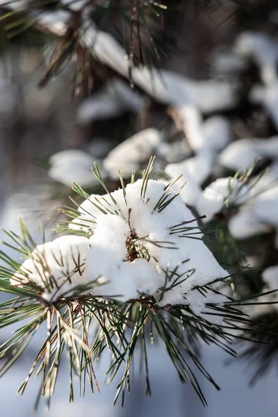 Pine tree under the snow. Branches under the snow. Snowy branches. Winter pine tree. Winter forest.