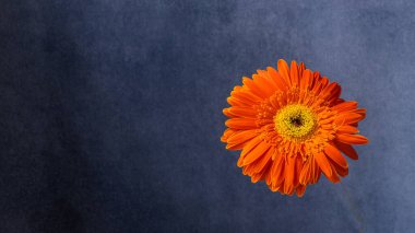 An orange gerbera flower head against a blue background and copy space