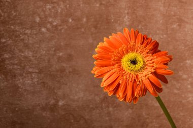 An orange gerbera flower head against a brown background and copy space