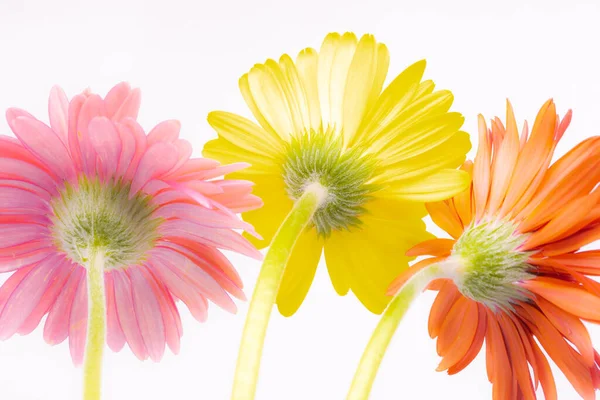Image of Gerbera flowers with stems, vibrant colors and white background