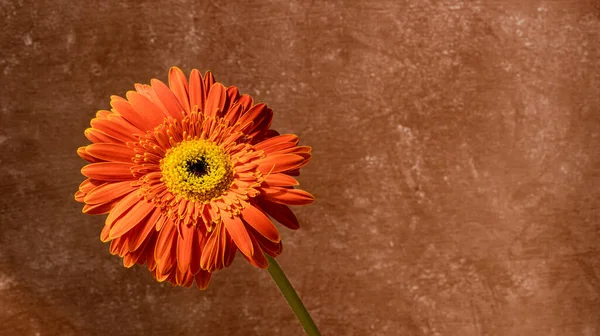 An orange gerbera flower head against a brown background and copy space