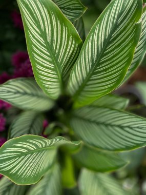Üzerinde desenler olan yeşil yaprakların üst görüntüsü
