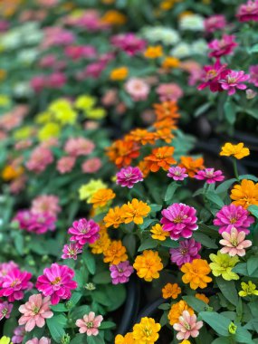 Bulanık arkaplanı olan çiçeklerin seçmeli odak resmi 