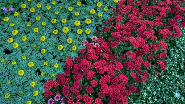 Квіти Багатьох Сортів Кольору Цвітуть Саду — стокове фото