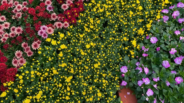 Bahçede Açan Bir Çok Çeşit Çiçek Renk — Stok fotoğraf