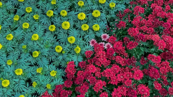庭に咲く多くの品種と色の花 — ストック写真