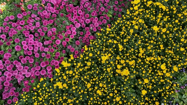 Bahçede Açan Bir Çok Çeşit Çiçek Renk — Stok fotoğraf