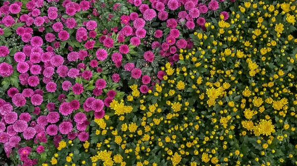 Blüten Vielen Sorten Und Farben Blühen Garten — Stockfoto