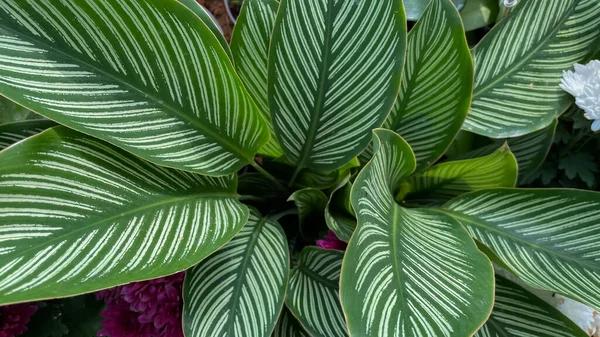 stock image Top view of green leaves with pattern on them