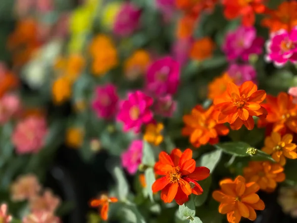 Selective Focus Image Flowers Blur Background — Stock Photo, Image