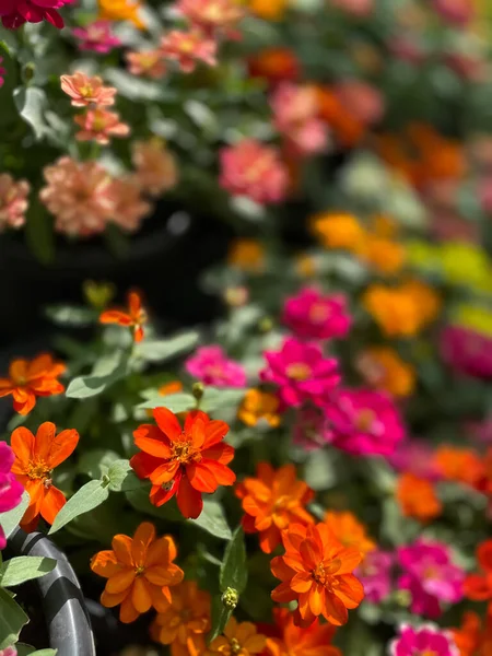 背景模糊的花卉选择性聚焦图像 — 图库照片