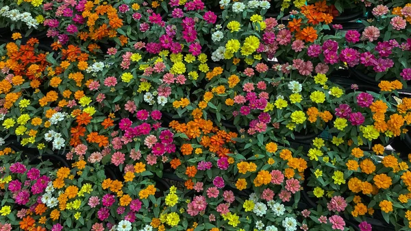 花卉竞赛中各种颜色花卉的选择性聚焦图像 — 图库照片