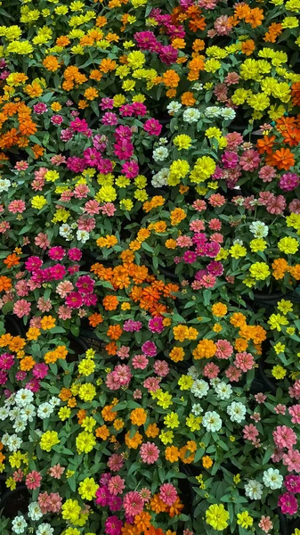 Вибірковий Фокус Зображення Квітів Різноманітністю Кольорів Конкурсі Квітів — стокове фото