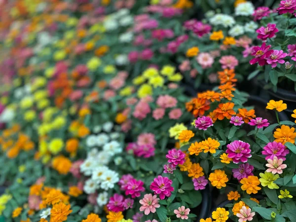 Вибірковий Фокус Зображення Квітів Різноманітністю Кольорів Конкурсі Квітів — стокове фото