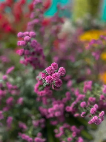 Крупным Планом Розовые Цветы Саду Цветочный Фон Природа — стоковое фото