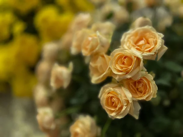 Вибіркове Зображення Фокусу Жовтих Троянд Передньому Плані Під Час Весняного — стокове фото