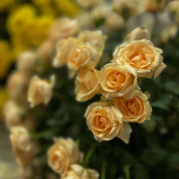Selektywny Obraz Ostrości Żółtych Róż Kwitnących Pierwszym Planie Podczas Sezonu — Zdjęcie stockowe