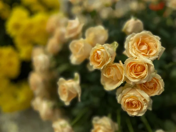 Selektywny Obraz Ostrości Żółtych Róż Kwitnących Pierwszym Planie Podczas Sezonu — Zdjęcie stockowe