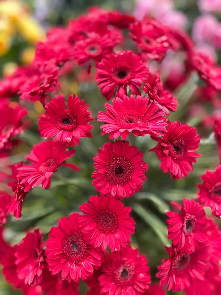 Beautiful Red Gerbera Flowers Garden Selective Focus — Stock Photo, Image