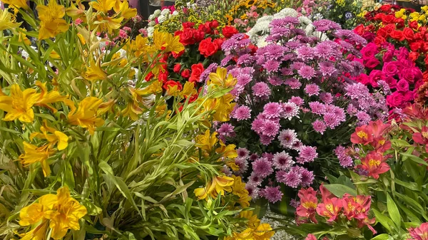 Imagem Foco Seletivo Flores Com Variedade Cores Uma Competição Flores — Fotografia de Stock