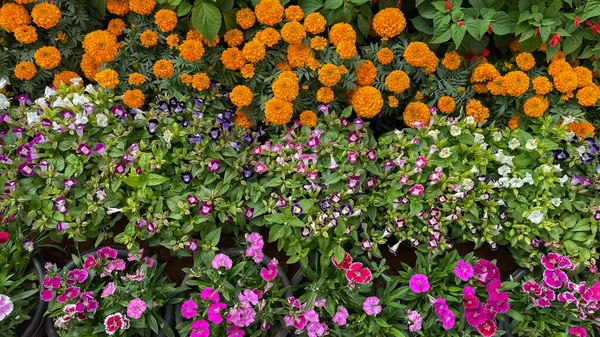 花卉竞赛中各种颜色花卉的选择性聚焦图像 — 图库照片