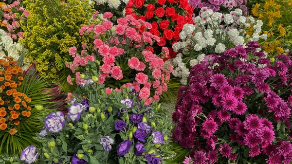 Изображение Цветов Различными Цветами Цветочном Конкурсе — стоковое фото