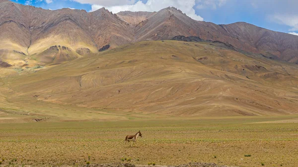 Lone Kiang Also Known Tibetan Wild Ass Grasslands Ladakh India — Fotografia de Stock
