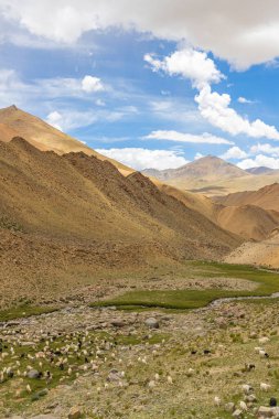 Ladakh 'ın yüksek otlaklarında Pashmina koyunlarının bir dere boyunca otladığını duydum.  