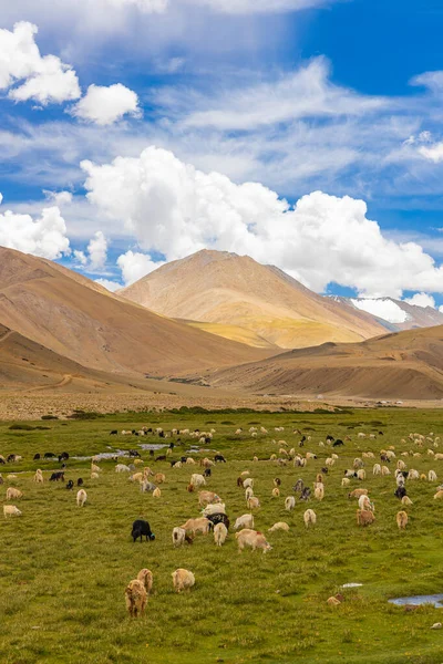 Ladakh 'ın yüksek otlaklarında Pashmina koyunlarının bir dere boyunca otladığını duydum.  