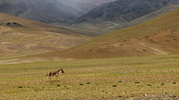 Lone Kiang Also Known Tibetan Wild Ass Grasslands Ladakh India — Fotografia de Stock
