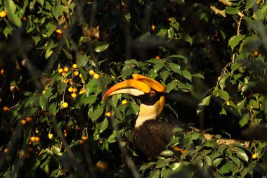 A Great Indian Hornbill sitting on a branch of a tree in a rain forest clipart