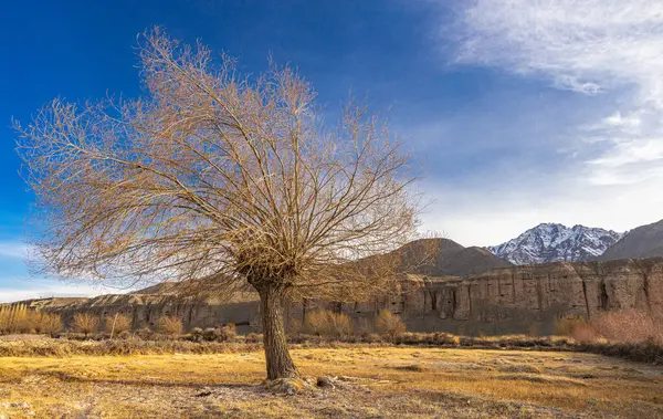 stock image A beautiful view of a lone tree without leaves with high snow-clad mountain ranges and blue sky in the background.