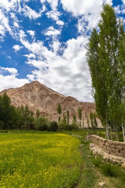  Leh, Ladakh kırsalının yemyeşil manzarası