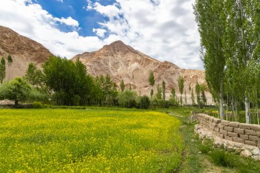  Leh, Ladakh kırsalının yemyeşil manzarası