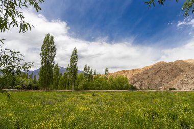  Leh, Ladakh kırsalının yemyeşil manzarası