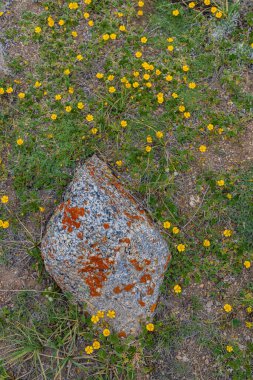 Yeşil çimenler ve sarı çiçeklerden oluşan bir yatakta uzanan renkli fosilleri olan bir kayanın soyut manzarası..
