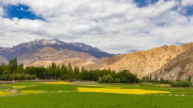 Ön planda hardal tarlaları ve arka planda yüksek irtifa dağları olan manzara.