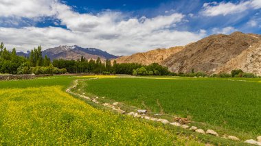 Ön planda hardal tarlaları ve arka planda yüksek irtifa dağları olan manzara.